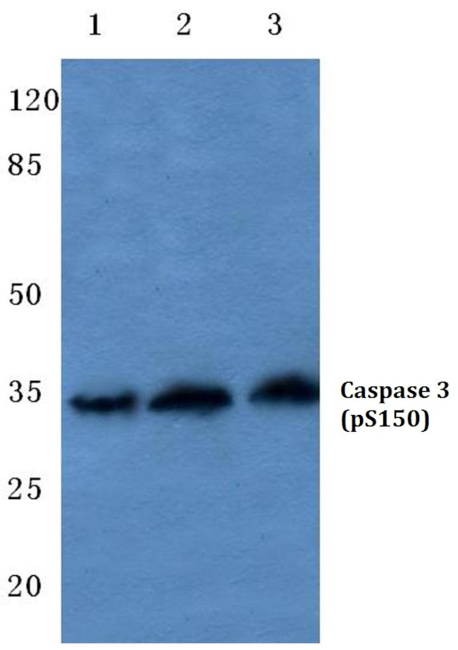 Phospho-Caspase 3 (Ser150) Antibody in Western Blot (WB)