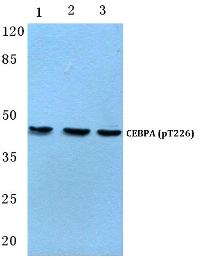 Phospho-C/EBP alpha (Thr226) Antibody in Western Blot (WB)