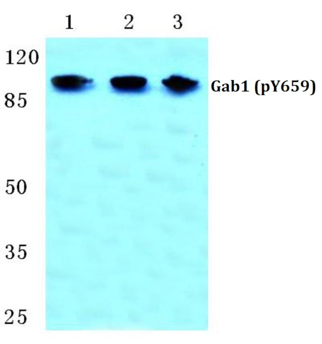 Phospho-GAB1 (Tyr659) Antibody in Western Blot (WB)
