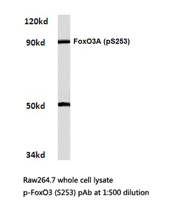 Phospho-FOXO3A (Ser253) Antibody in Western Blot (WB)