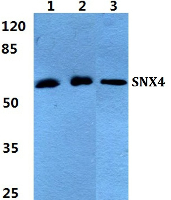 SNX4 Antibody in Western Blot (WB)