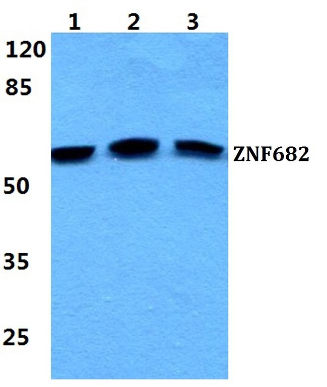 ZNF682 Antibody in Western Blot (WB)