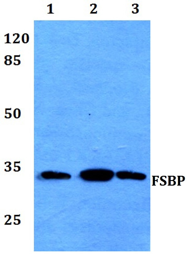 FSBP Antibody in Western Blot (WB)