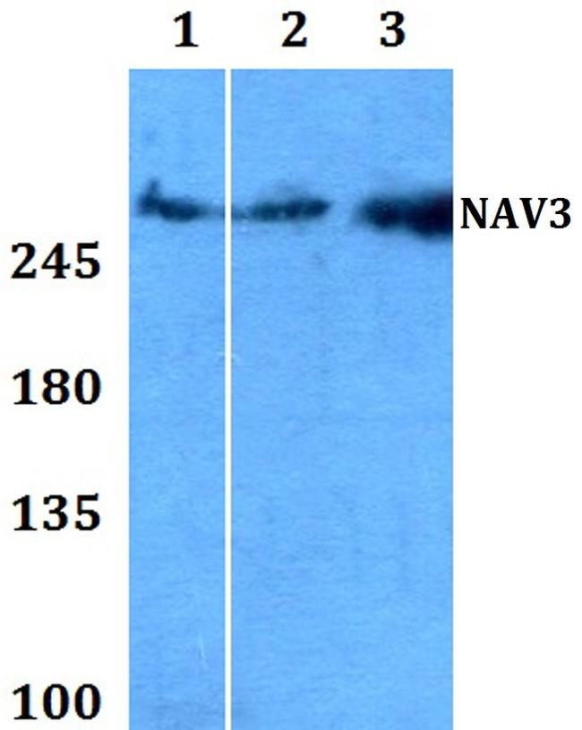 NAV3 Antibody in Western Blot (WB)