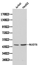 NUDT6 Antibody in Western Blot (WB)