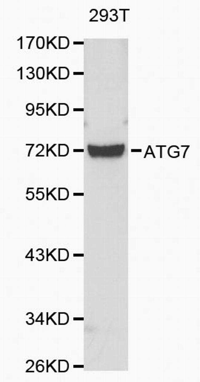 C19orf10 Antibody in Western Blot (WB)