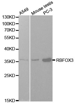 NeuN Antibody in Western Blot (WB)