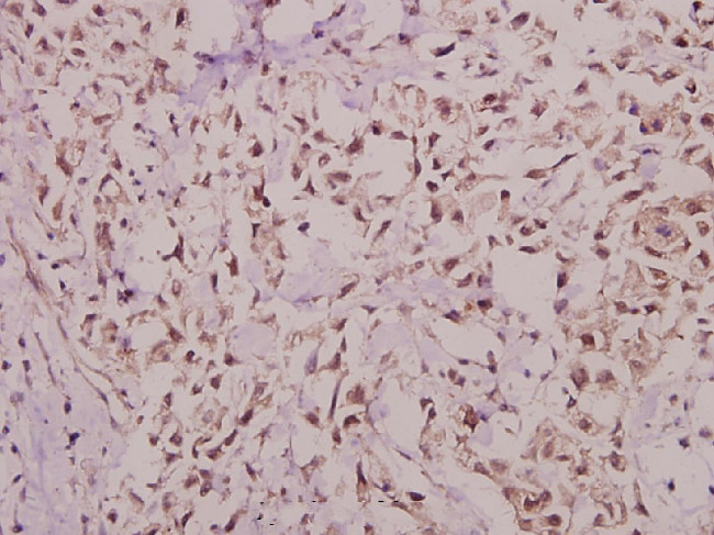 Hairless Antibody in Immunohistochemistry (Paraffin) (IHC (P))