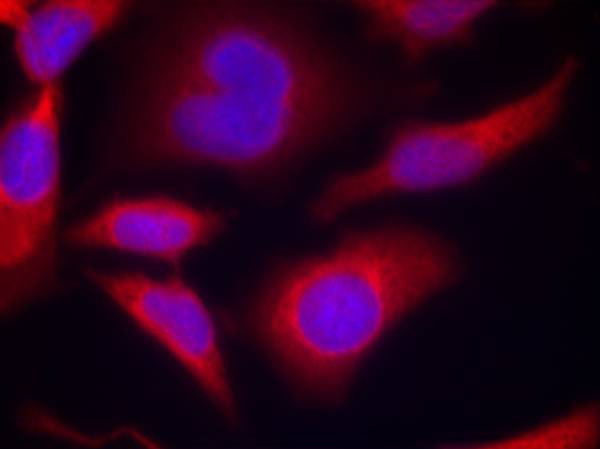 Phospho-AMPK alpha-1 (Ser496) Antibody in Immunocytochemistry (ICC/IF)