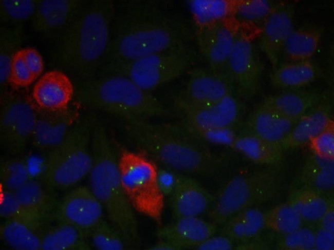 Phospho-NFkB p65 (Thr435) Antibody in Immunocytochemistry (ICC/IF)