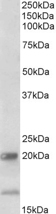 IL17B Antibody in Western Blot (WB)