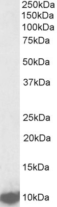 LSM2 Antibody in Western Blot (WB)