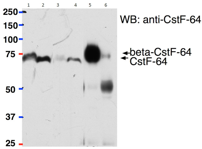 CSTF2 Antibody in Immunoprecipitation (IP)