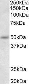 Synaptotagmin 9 Antibody in Western Blot (WB)