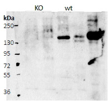 Contactin 4 Antibody in Western Blot (WB)