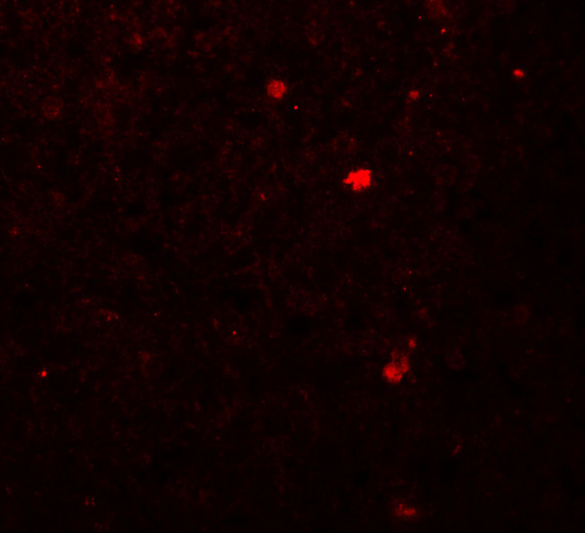 LAMTOR2 Antibody in Immunohistochemistry (Paraffin) (IHC (P))