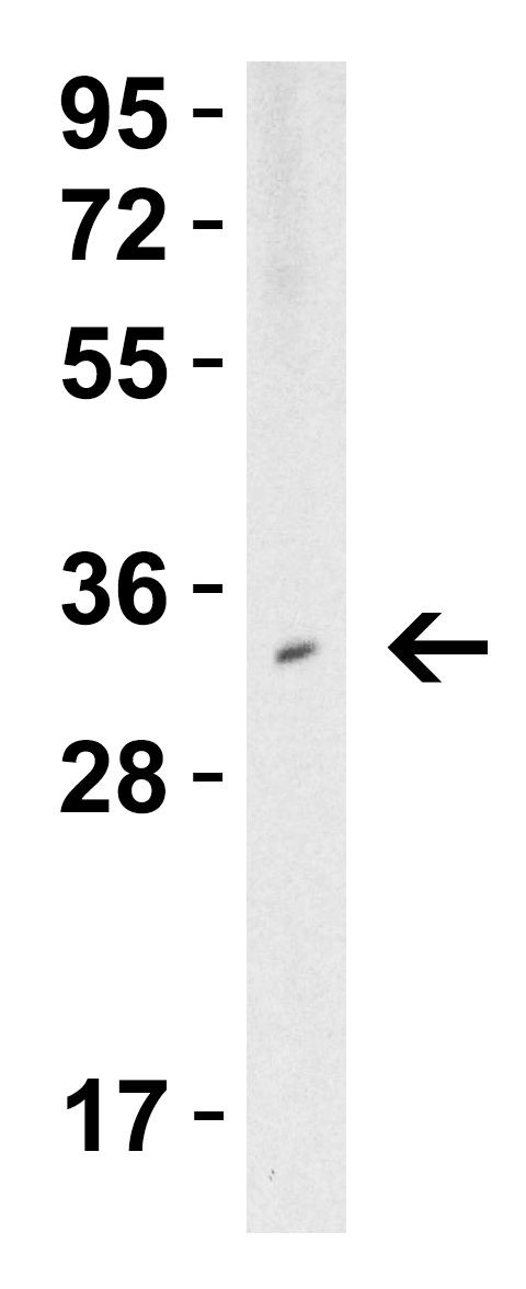 TMIGD2 Antibody in Western Blot (WB)