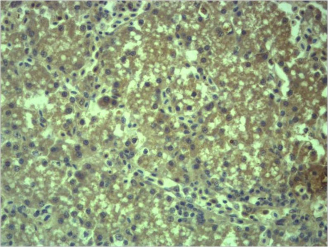 EPG5 Antibody in Immunohistochemistry (Paraffin) (IHC (P))