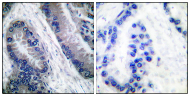 Caspase 1 (Cleaved Asp210) Antibody in Immunohistochemistry (Paraffin) (IHC (P))