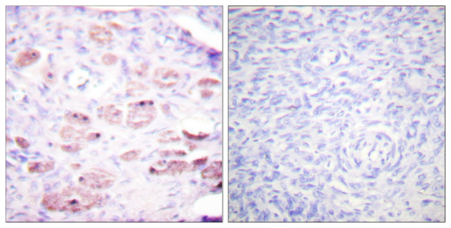 Phospho-DAXX (Ser668) Antibody in Immunohistochemistry (Paraffin) (IHC (P))