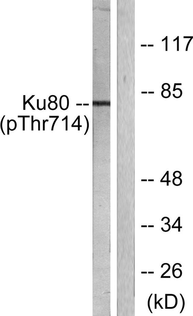 Phospho-Ku80 (Thr714) Antibody in Western Blot (WB)