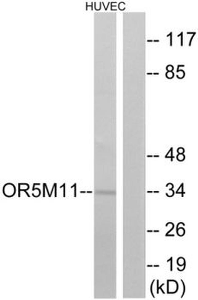 OR5M11 Antibody in Western Blot (WB)