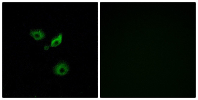 OR10AD1 Antibody in Immunocytochemistry (ICC/IF)