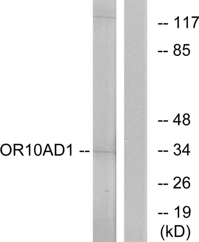 OR10AD1 Antibody in Western Blot (WB)