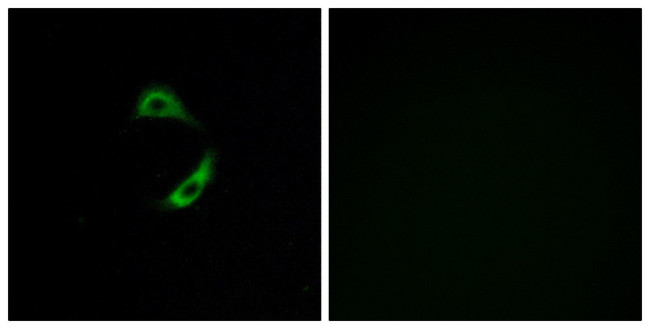 OR10G9 Antibody in Immunocytochemistry (ICC/IF)