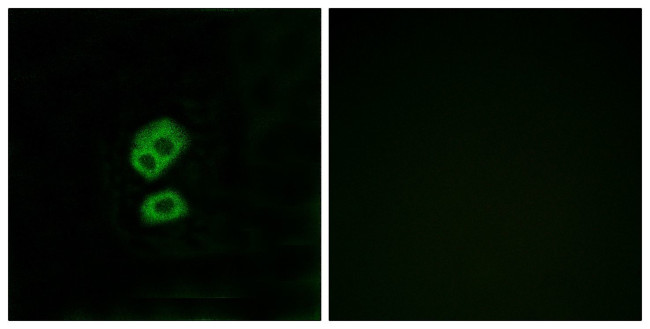 OR2T10 Antibody in Immunocytochemistry (ICC/IF)