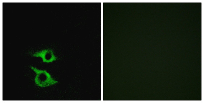 OR5AP2 Antibody in Immunocytochemistry (ICC/IF)