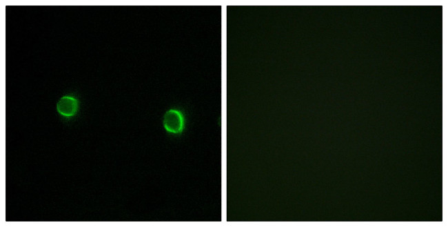 OR5AS1 Antibody in Immunocytochemistry (ICC/IF)