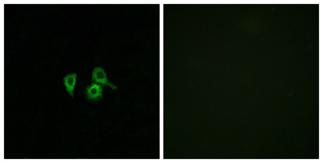 OR10H4 Antibody in Immunocytochemistry (ICC/IF)