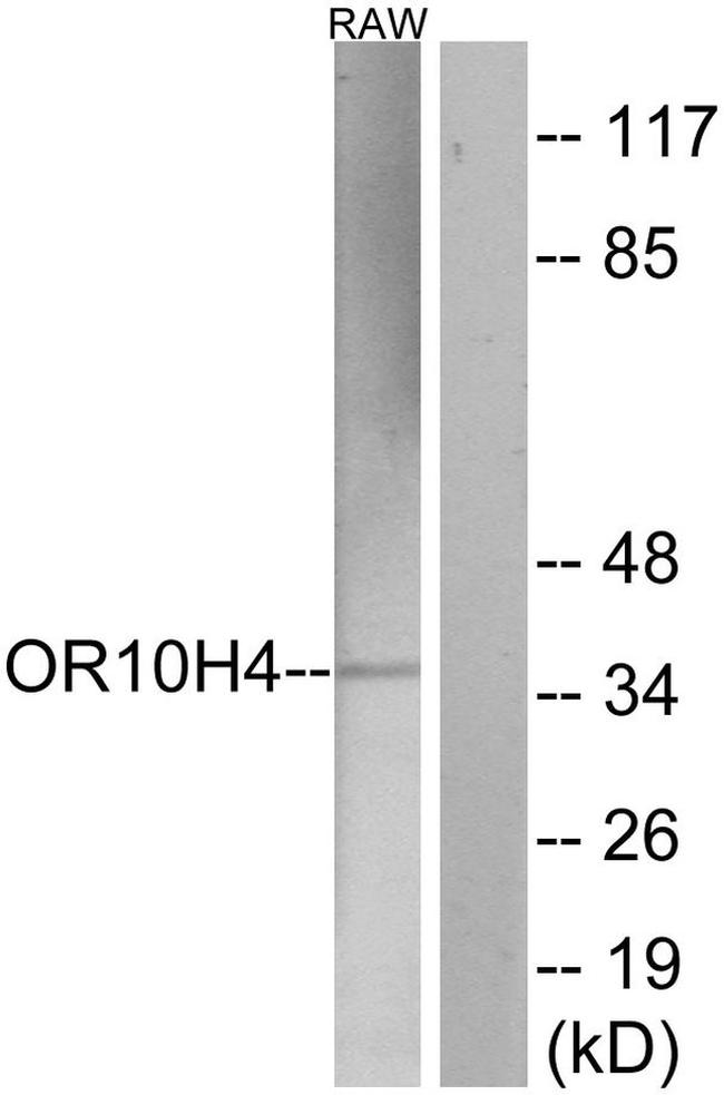 OR10H4 Antibody in Western Blot (WB)