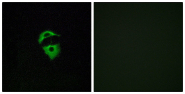 OR2D2 Antibody in Immunocytochemistry (ICC/IF)