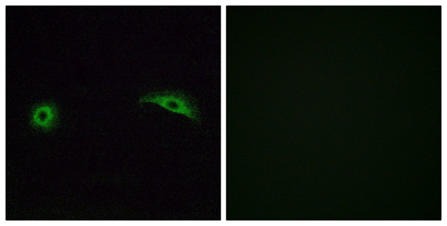 OR2J2 Antibody in Immunocytochemistry (ICC/IF)