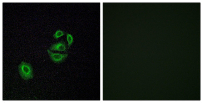 OR2T2/OR2T35 Antibody in Immunocytochemistry (ICC/IF)