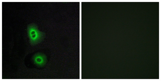 OR4C16 Antibody in Immunocytochemistry (ICC/IF)