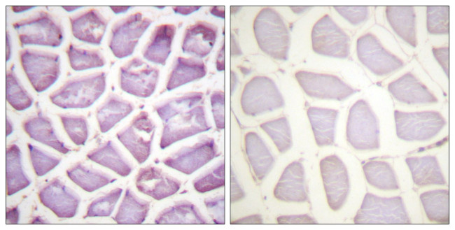 Phospho-Parkin (Ser131) Antibody in Immunohistochemistry (Paraffin) (IHC (P))