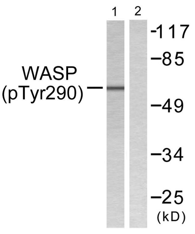 Phospho-WASP (Tyr290) Antibody in Western Blot (WB)