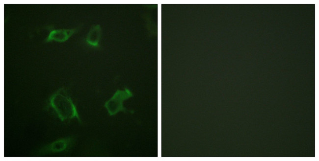 Phospho-PLD1 (Ser561) Antibody in Immunocytochemistry (ICC/IF)