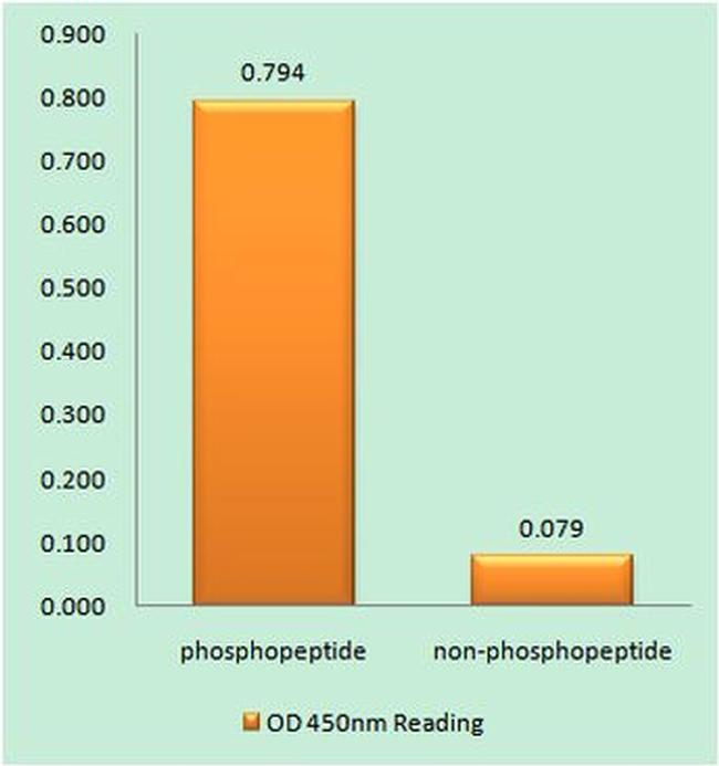 Phospho-TEK (Tyr1102) Antibody in peptide-ELISA (pep-ELISA)