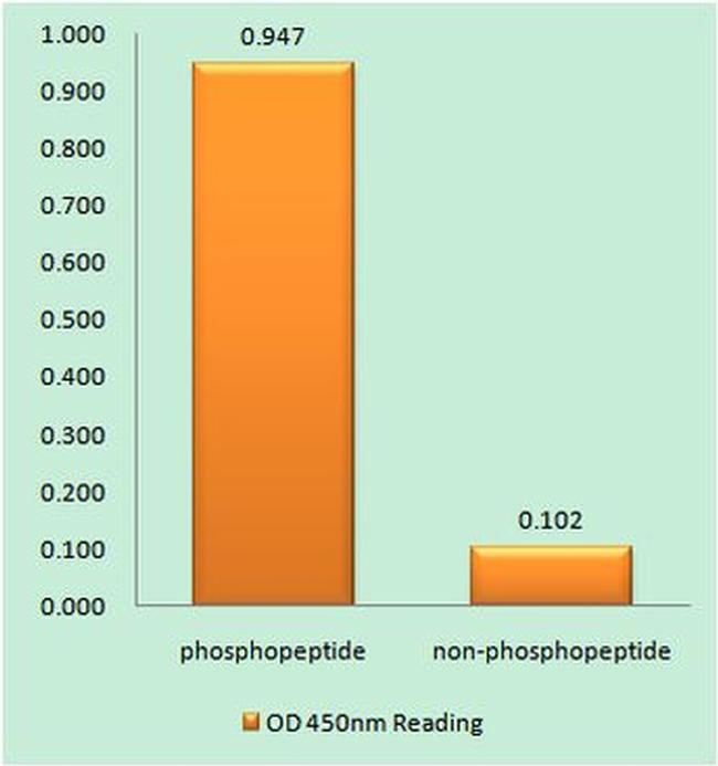 Phospho-Aquaporin 2 (Ser256) Antibody in peptide-ELISA (pep-ELISA)