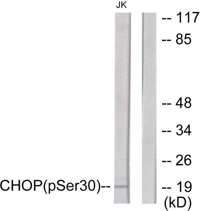 Phospho-CHOP (Ser30) Antibody in Western Blot (WB)