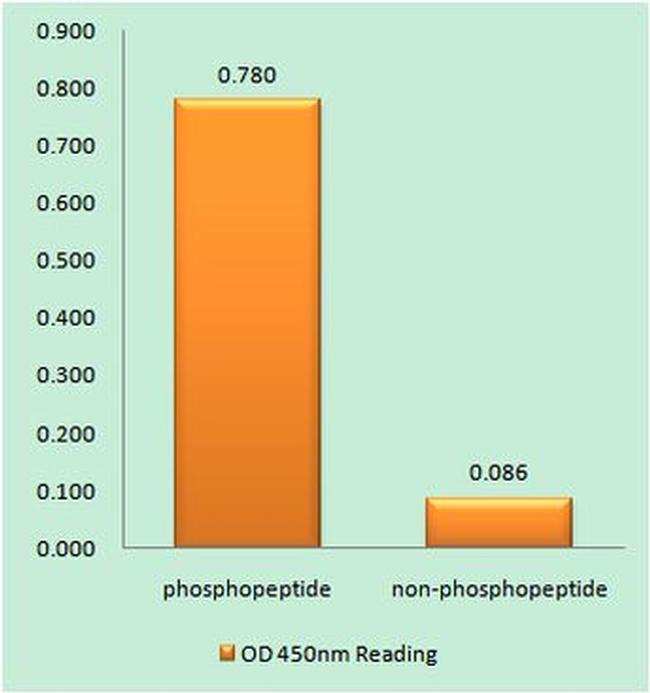 Phospho-Cyclin E2 (Thr392) Antibody in peptide-ELISA (pep-ELISA)