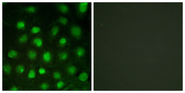 Phospho-DNA-PK (Thr2647) Antibody in Immunocytochemistry (ICC/IF)