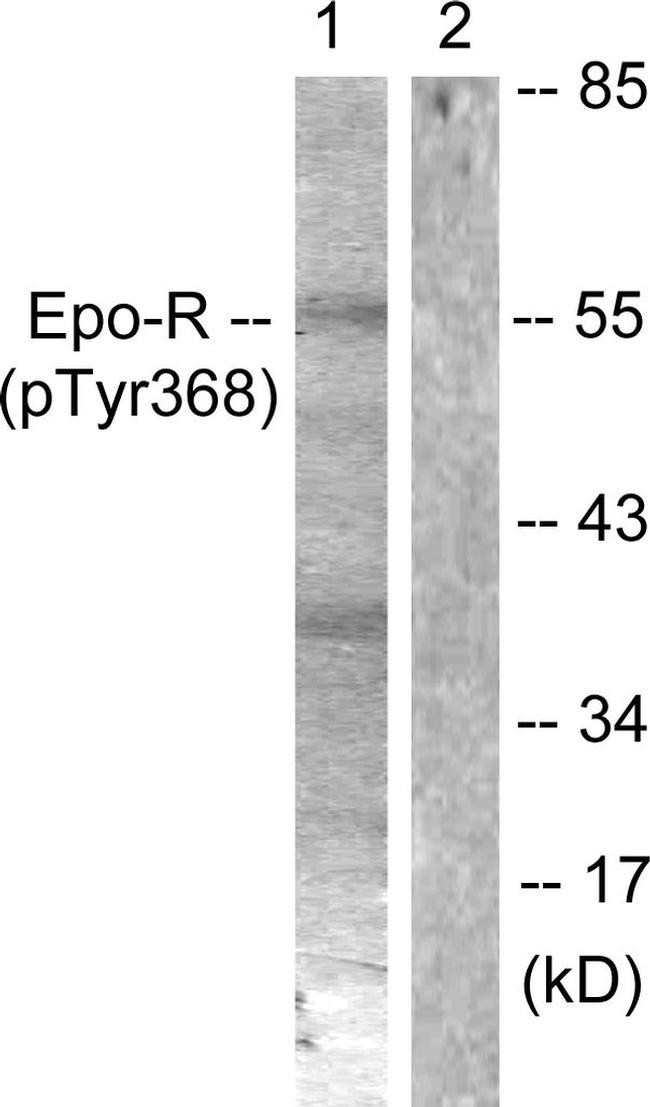 Phospho-EpoR (Tyr368) Antibody in Western Blot (WB)