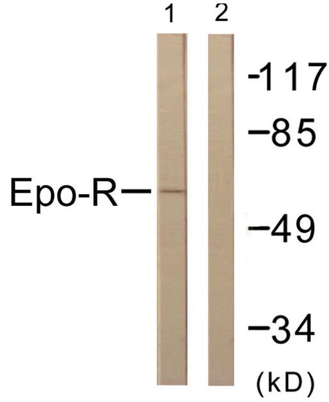 EpoR Antibody in Western Blot (WB)