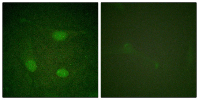 Phospho-ELK3 (Ser357) Antibody in Immunocytochemistry (ICC/IF)