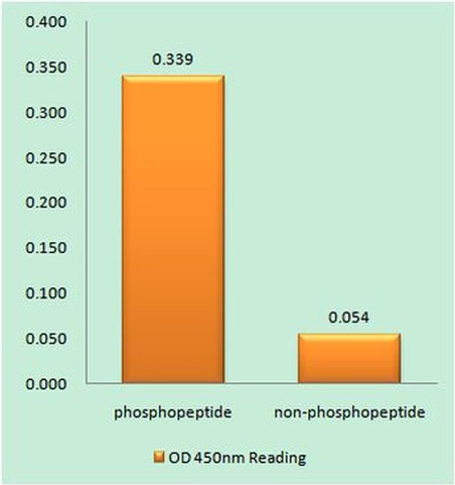 Phospho-IFNAR1 (Tyr466) Antibody in peptide-ELISA (pep-ELISA)